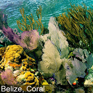 You can see some lovely corals in Brazil
