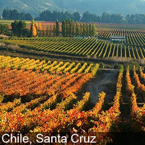 Santa Cruz in Chile has some colorful flower fields