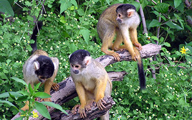 Three monkeys in a typical rainforest in Peru