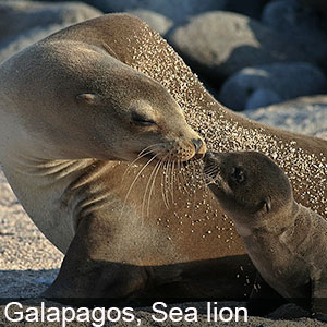 A sea lion tending to its new born child