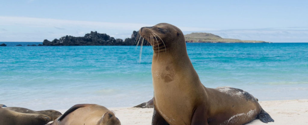 Introduction to Galapagos - Latin Travel Discovery