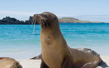 A seal poses near a beach in Galapagos Islands