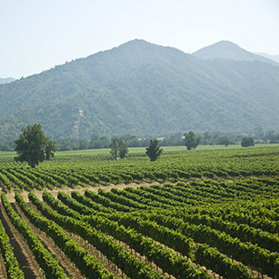 The Central Valley is known for fruit and grape production
