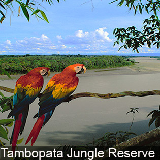 Tambopata National Reserve has 103 species of mammals