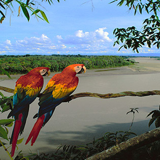 Tambopata National Reserve represents native flora and fauna