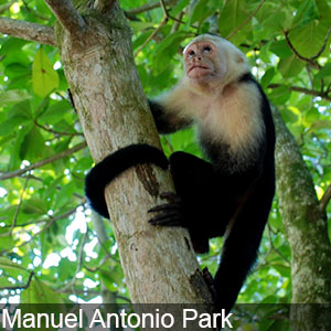 Exploring wildlife in Manuel Antonio Park