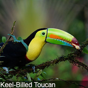 The Keel Billed Toucan is native to Costa Rica