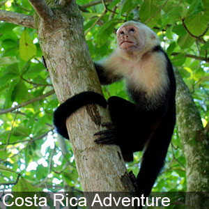 You can enjoy wildlife adventures in Costa Rica