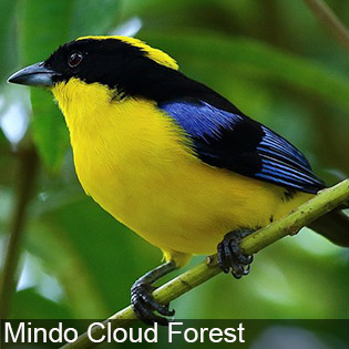Mindo Cloud Forest is surrounded by the Andes Mountains