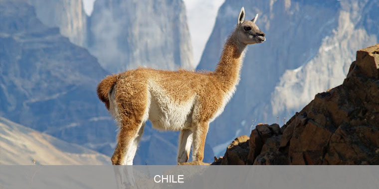 Wild animal amidst natural surroundings in Chile