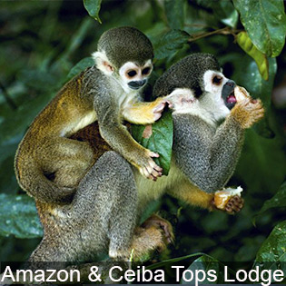 Wildlife near the Ceiba Tops Lodge on the Amazon