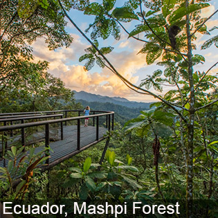 The Mashpi Forest in Ecuador attracts tourists