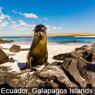 Huge marine animals are home to Galapagos Islands