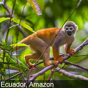 View of the natural wildlife on the Amazon in Ecuador