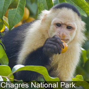 Monkey in fun mood at the Chagres National Park