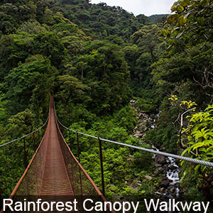 Canopy Walkway in the Panama Rainforest