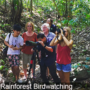Birdwatching by tourists in the Panama Rainforest